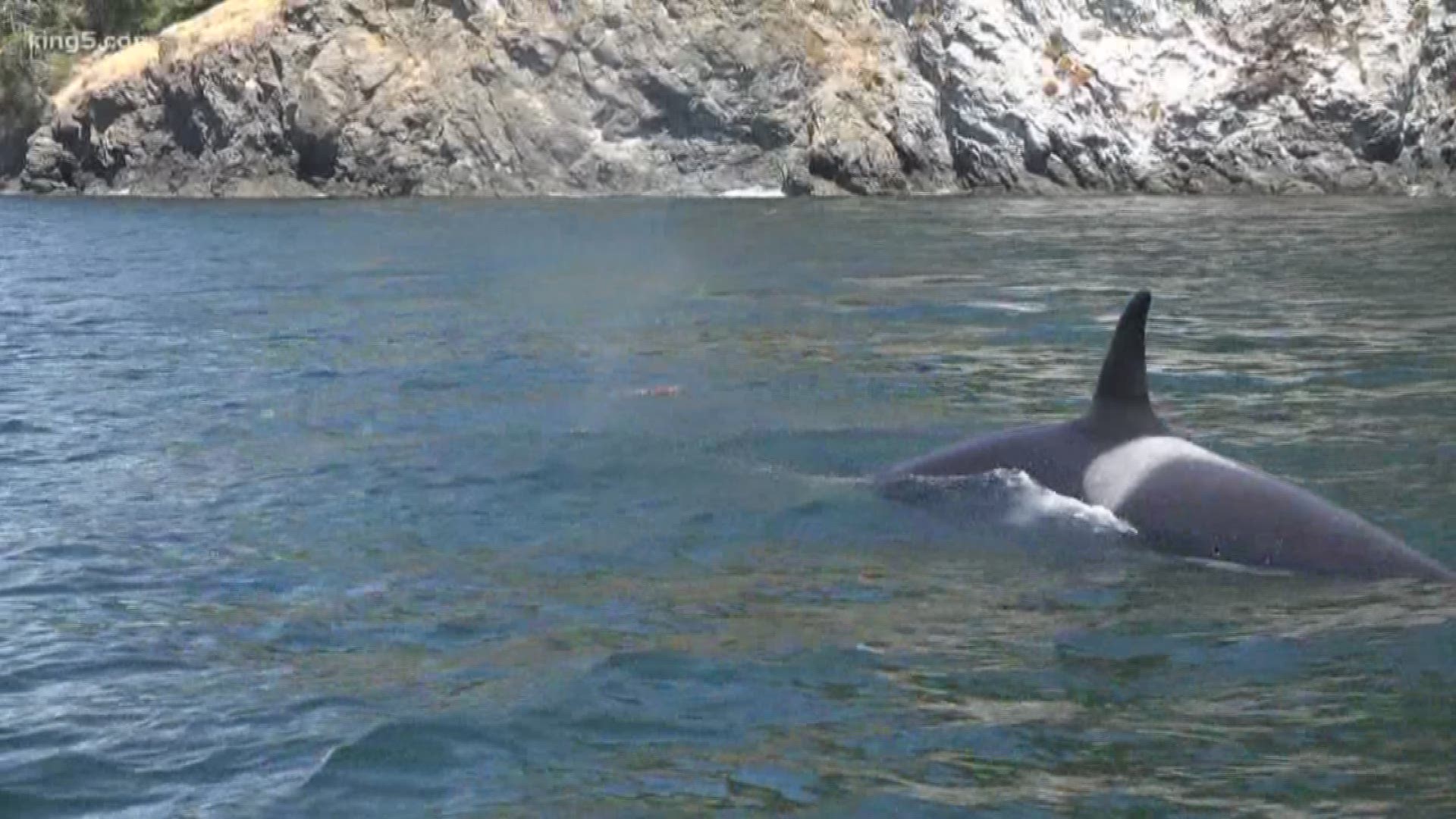 A leading orca expert said if something drastic isn't done soon, we could lose J-pod forever.