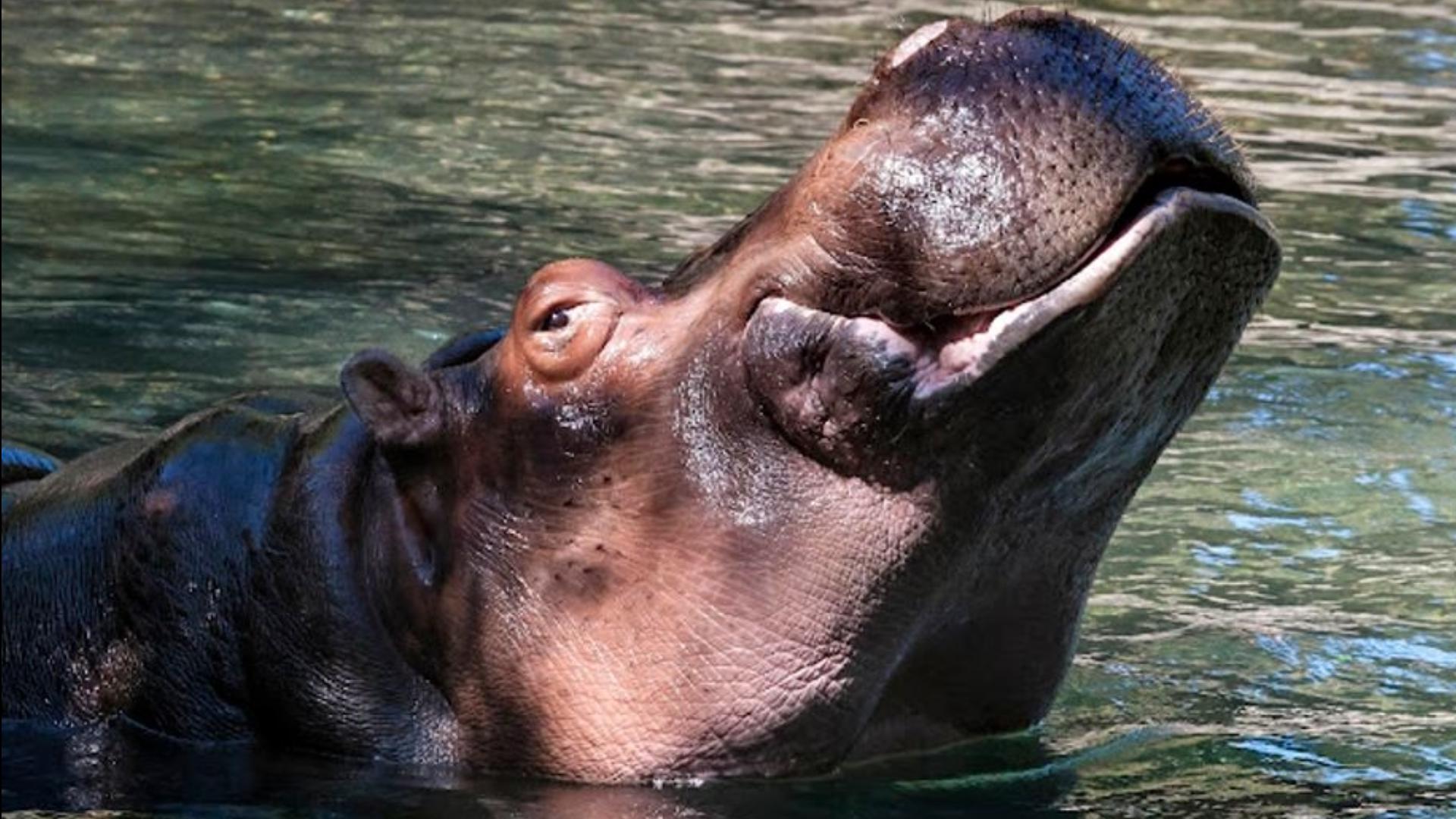 Water Lily, a 45-year-old hippo, was diagnosed with cancer last month.