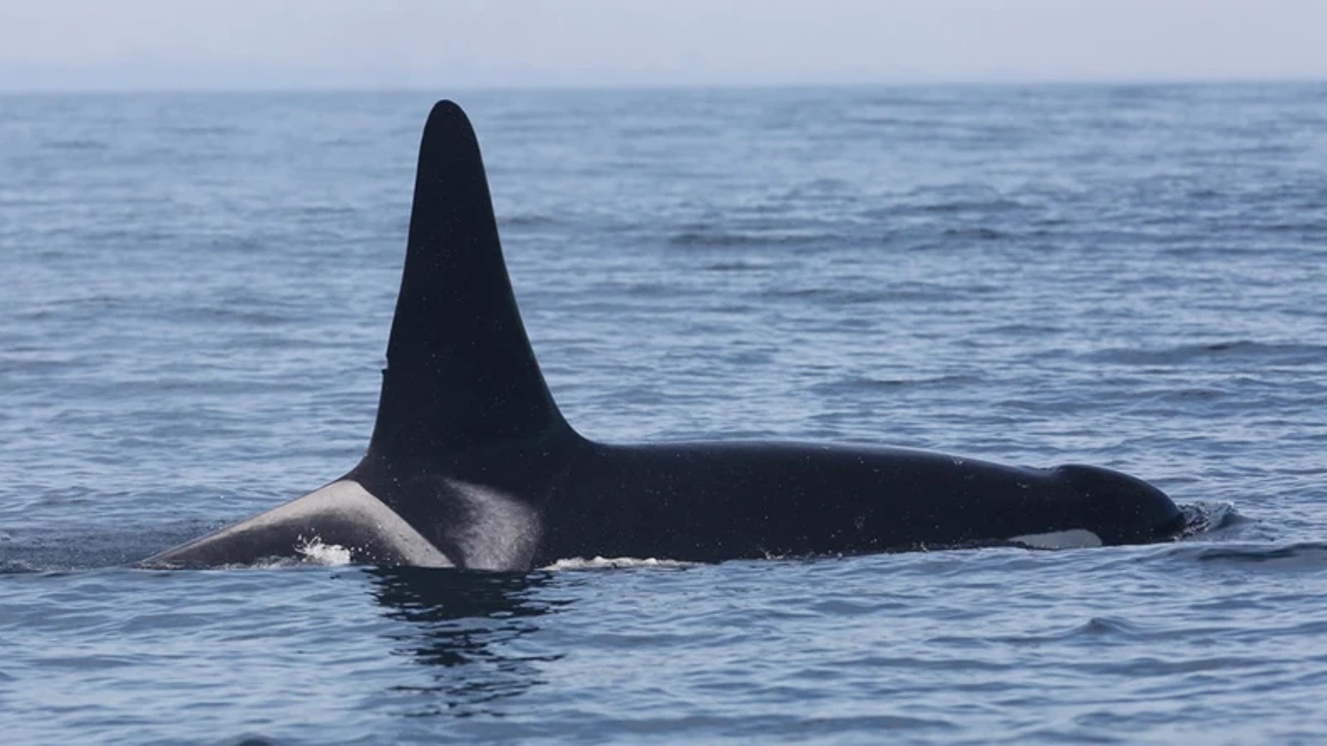 Southern Resident Orca Population Drops With 3 Deaths, 2 Births | King5.com