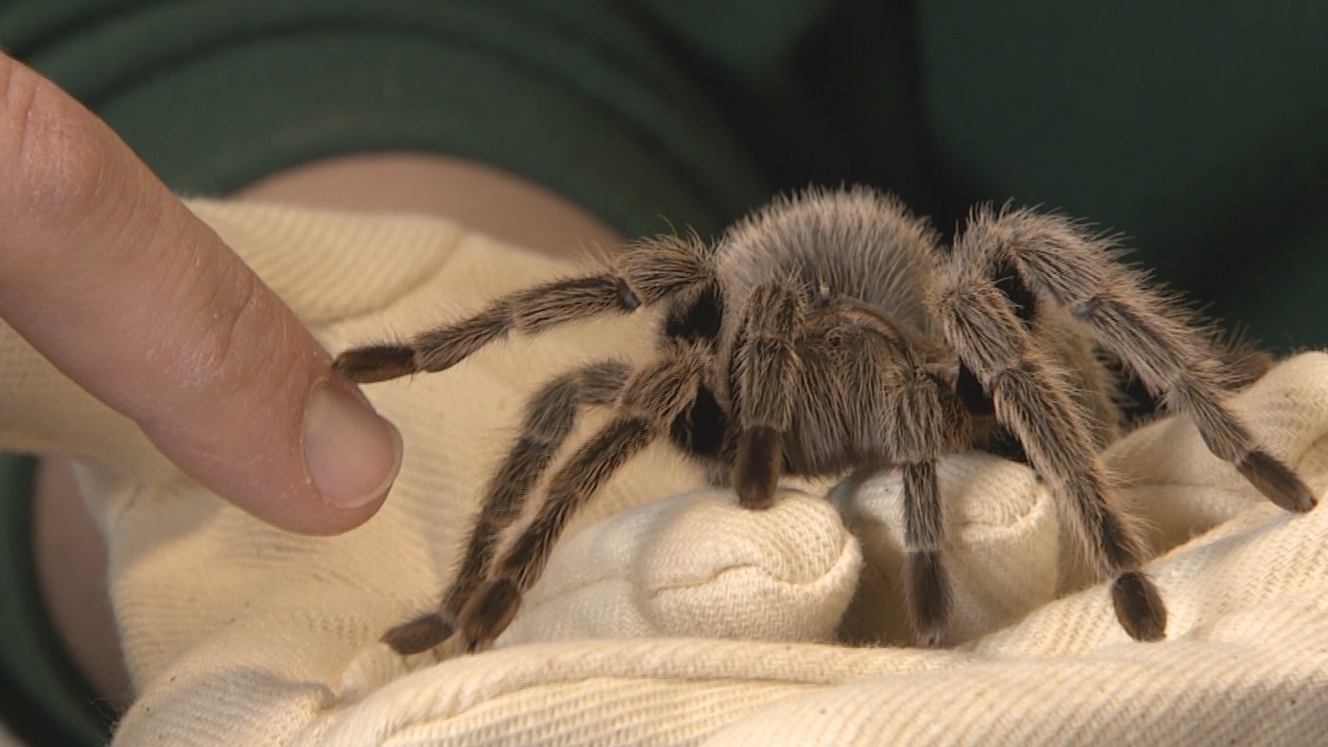 A spider's feet hold a hairy, sticky secret