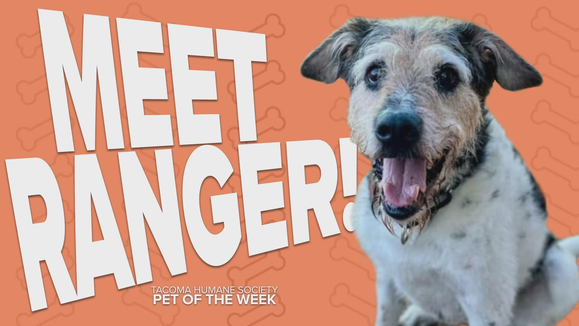 This week's featured adoptable pet is Ranger!