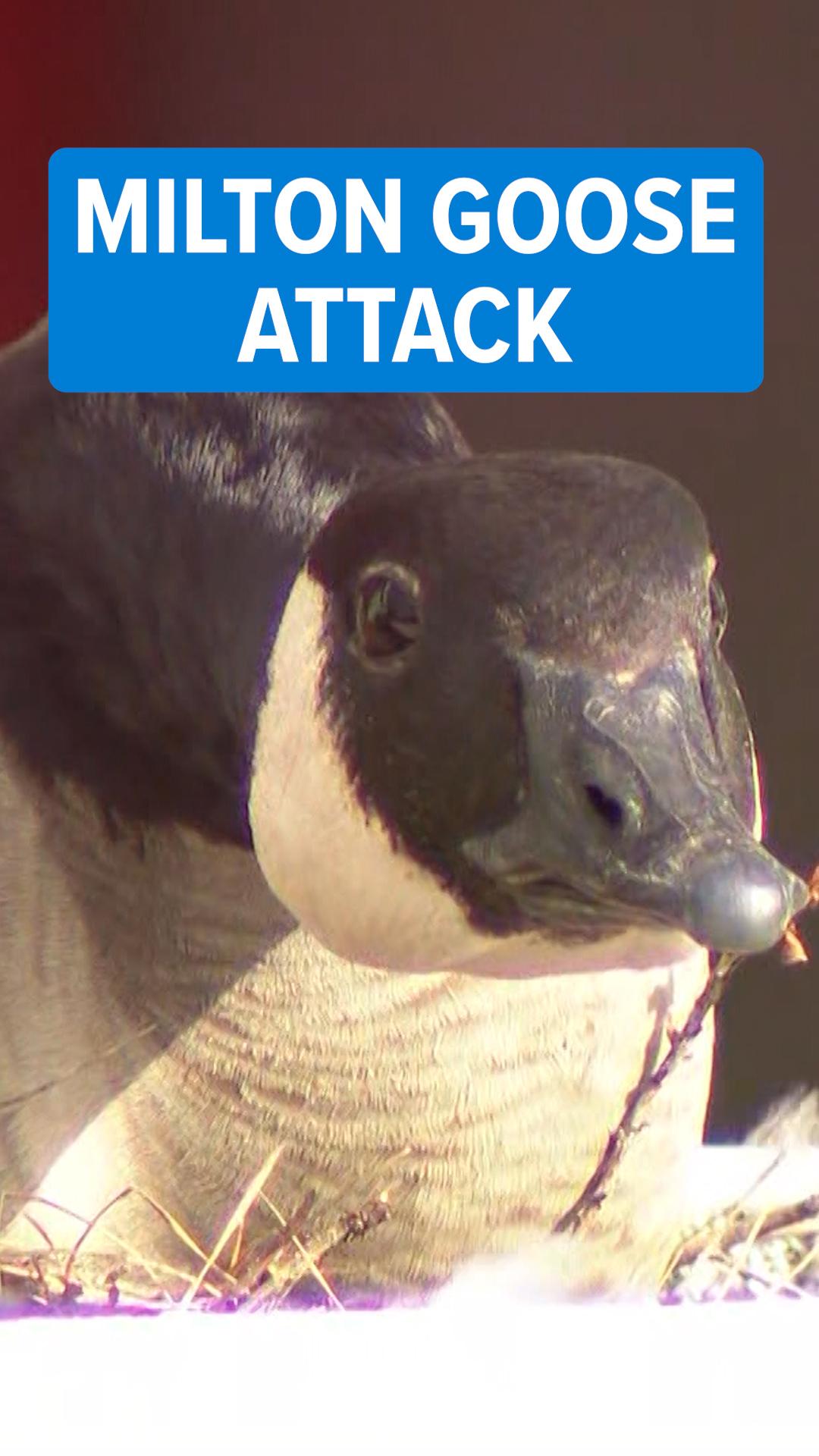 Man accused of attacking nesting goose in Milton | king5.com
