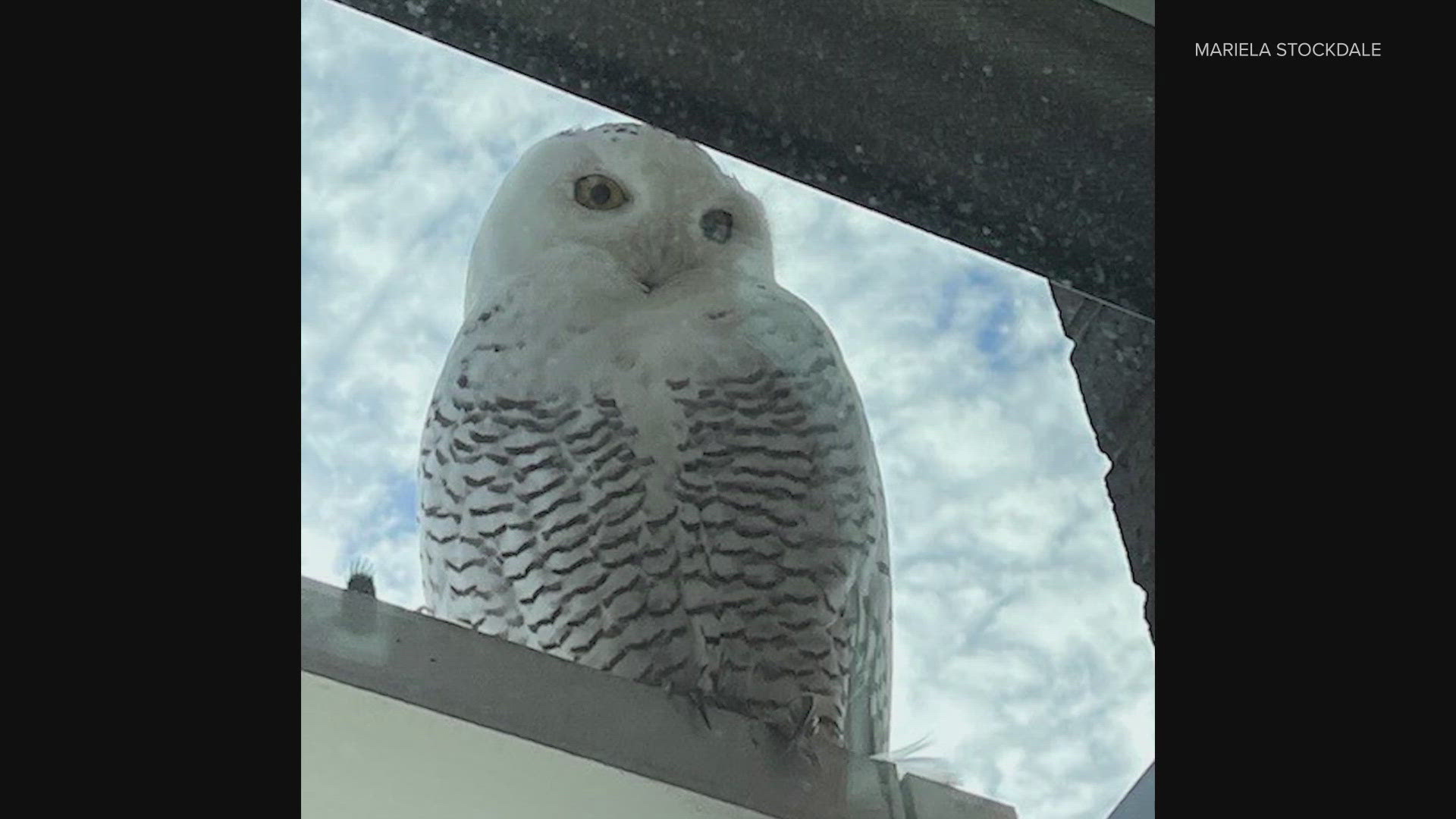 The state Department of Fish and Wildlife believes the owl is a young female.