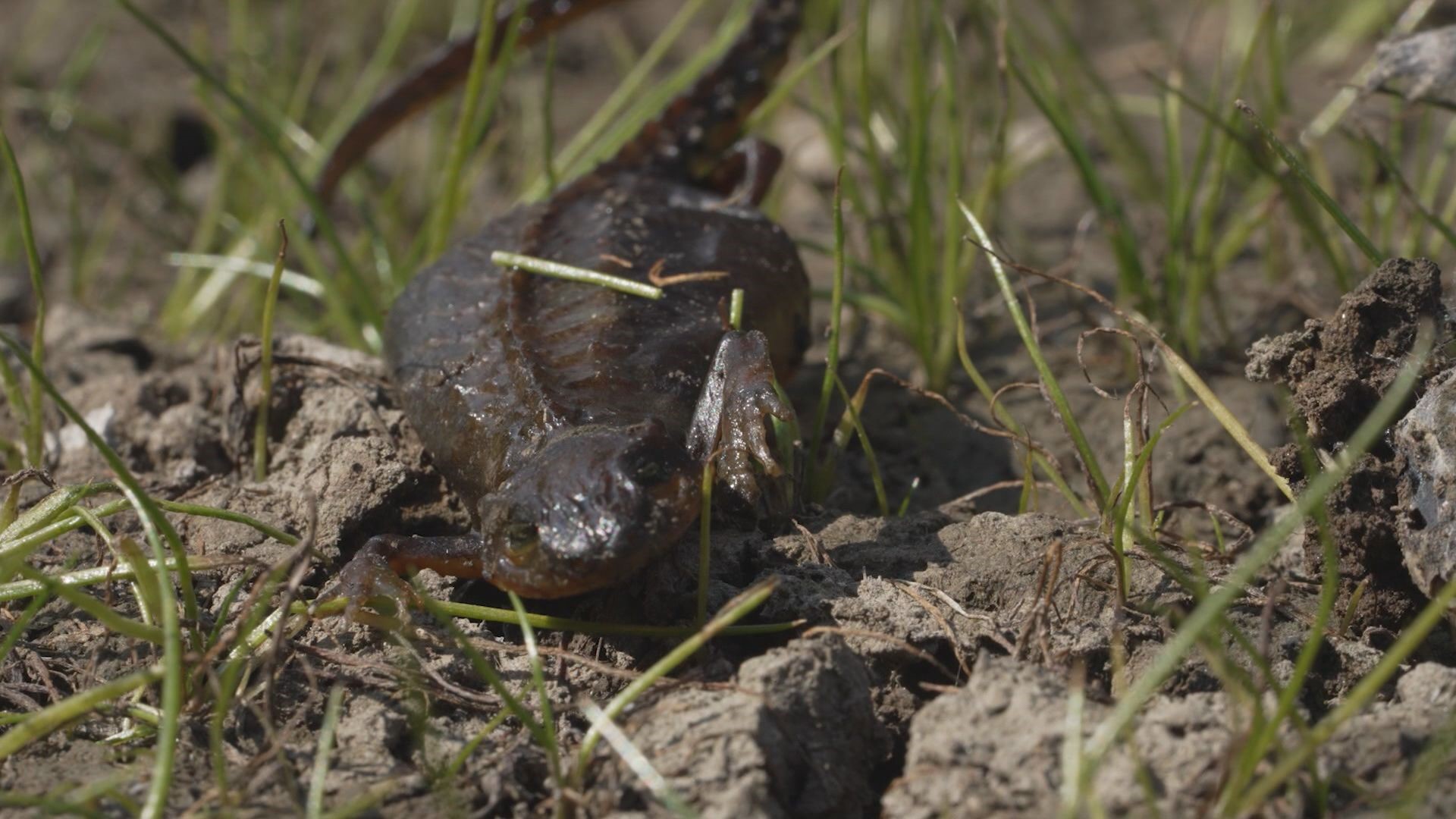 The Washington Department of Fish and Wildlife is investigating why a large number of rough-skinned newts are dying without clear causes of death.
