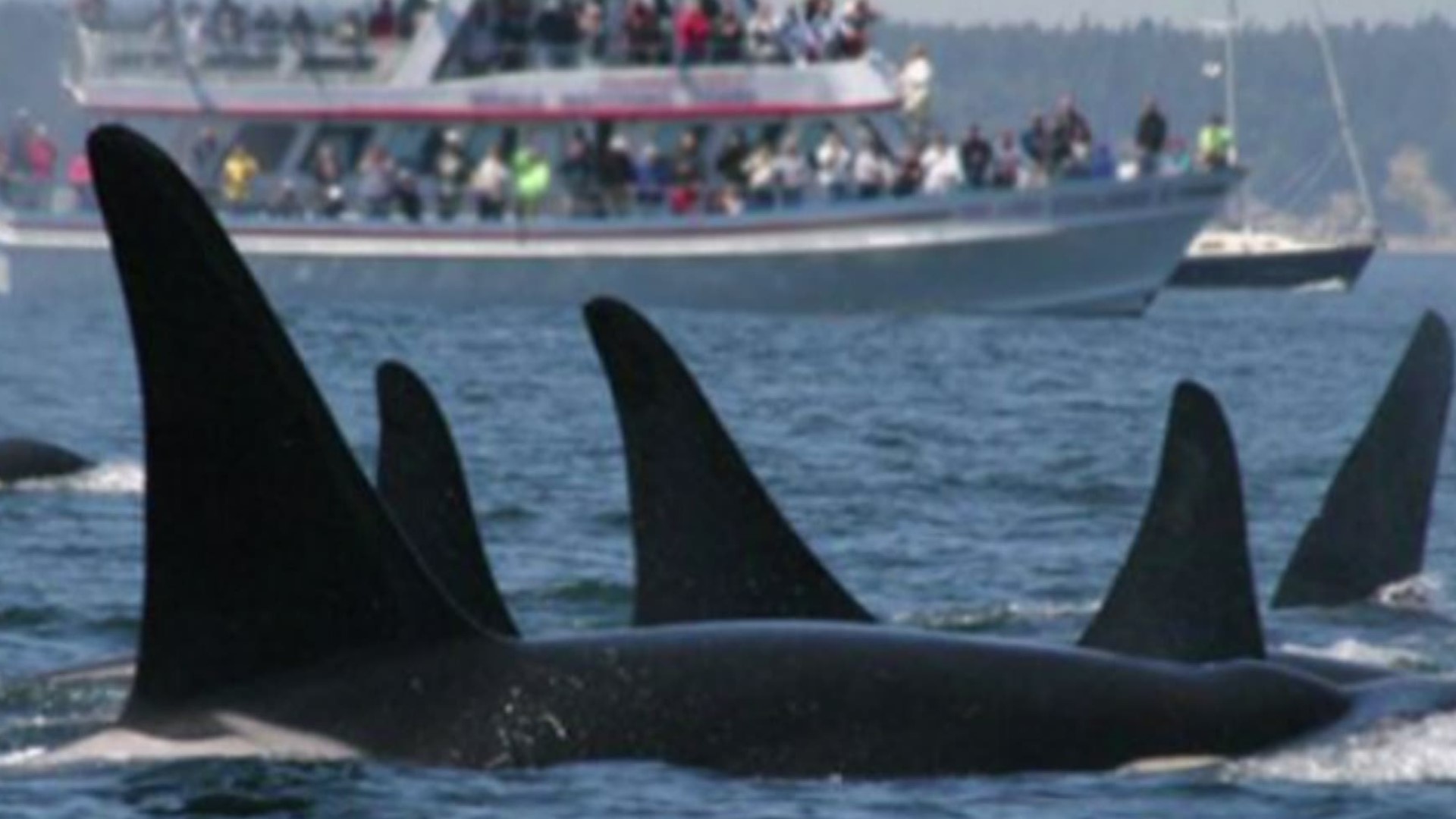 This week we are focusing on how boat noise affects the endangered Southern Resident killer whales, who need quiet waters to hunt their prey. Much of the debate has centered on whale watching boats, and whether they should be banned from following the orcas. KING 5 Environmental Reporter Alison Morrow reports.