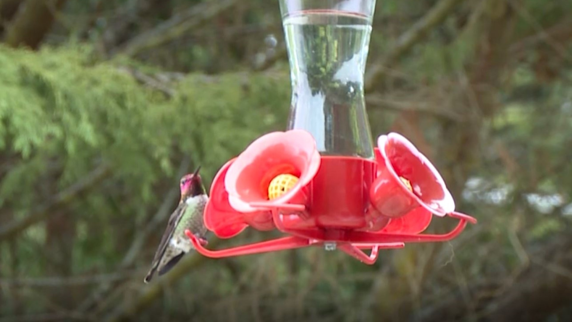 You can have these birds year-round if you plant the right plants. #k5evening