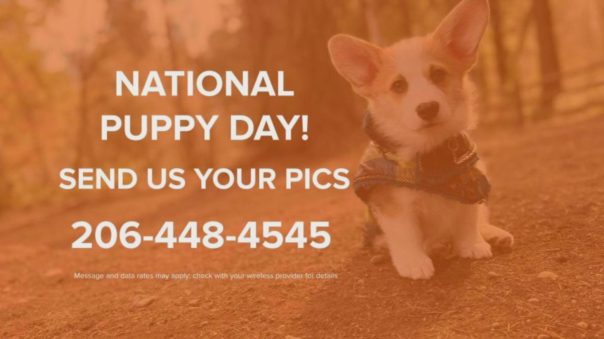 Wednesday is National Puppy Day!