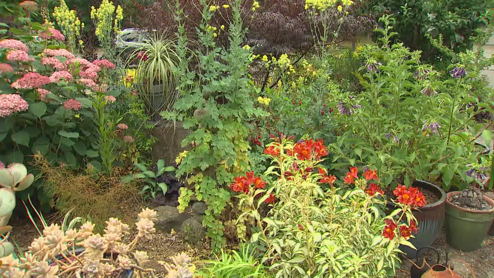 Gardening expert Ciscoe Morris shares tips to know when plants in your garden have died and can't be recovered.