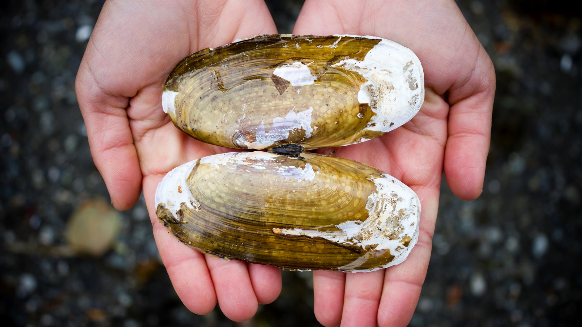7day razor clam dig begins this weekend