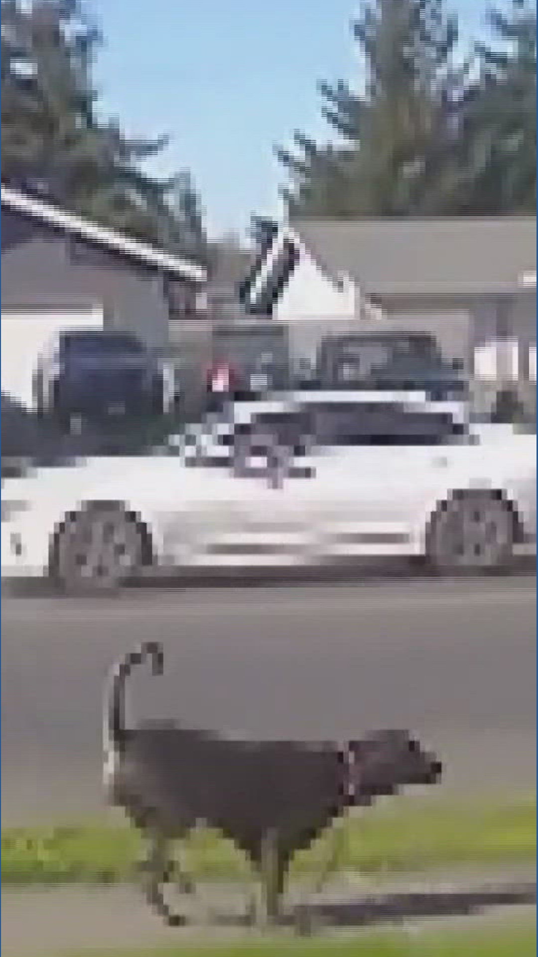 New video shows Puyallup boy attacked by dog | king5.com