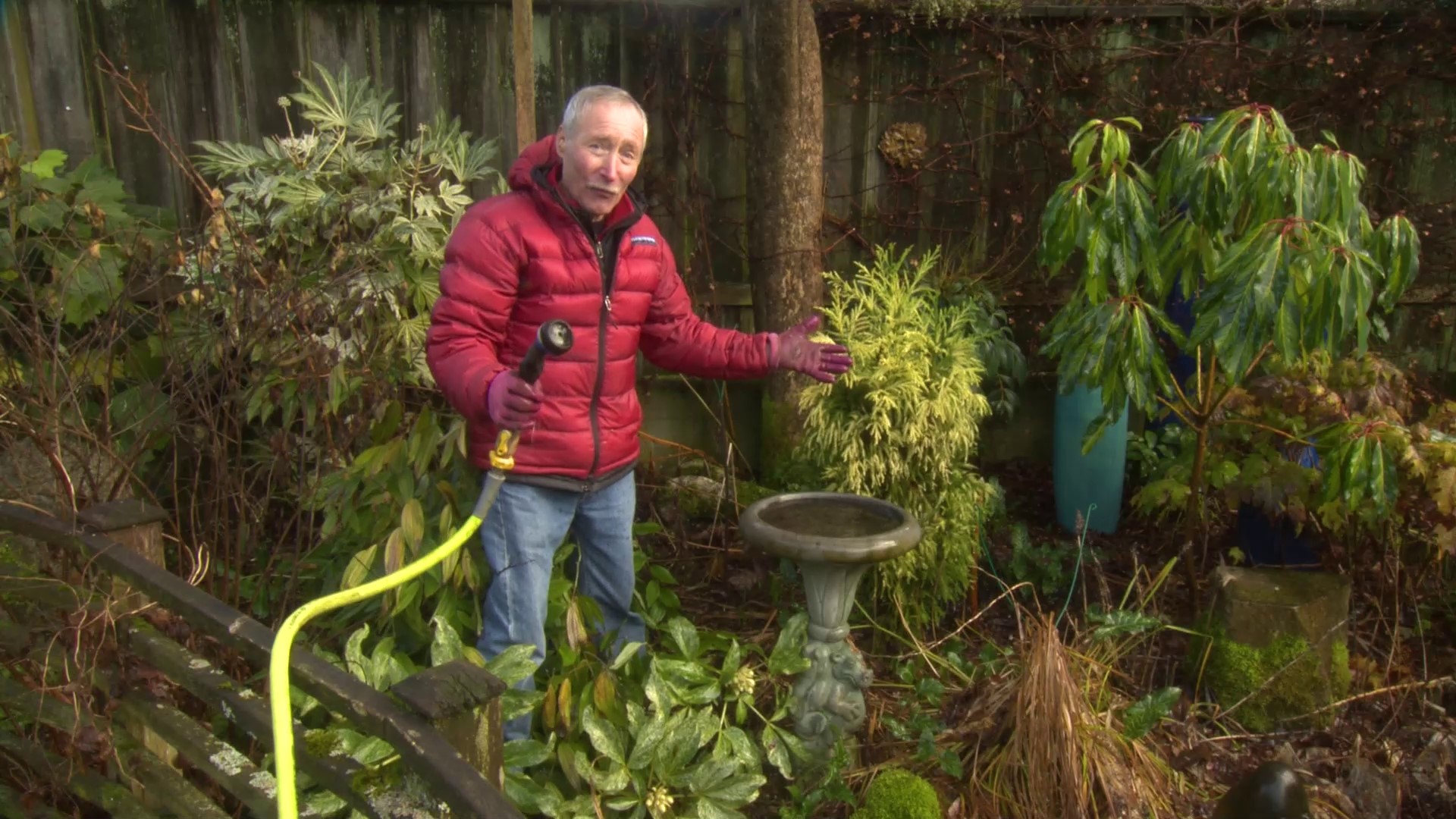 Stop feeding rats and make feathered friends happy with a simple garden addition. #k5evening