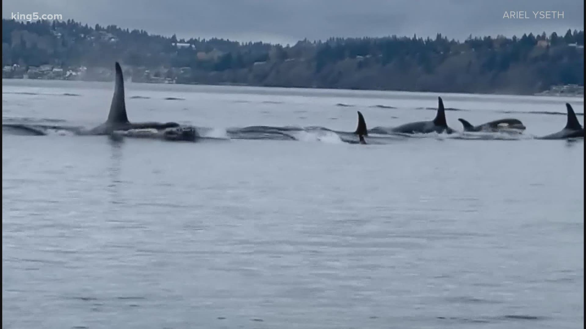 KING 5 viewer Ariel Yseth shared some incredible video of the Southern Resident orca J-pod swimming near Point Robinson on Saturday.