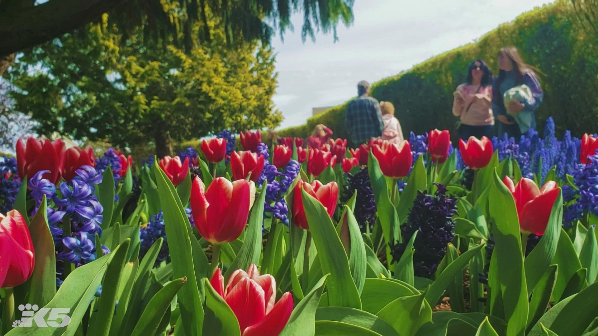 Picturesque fields of colorful tulips and daffodils once again blanket Skagit Valley. The annual Skagit Valley Tulip Festival runs through April 30, 2022.