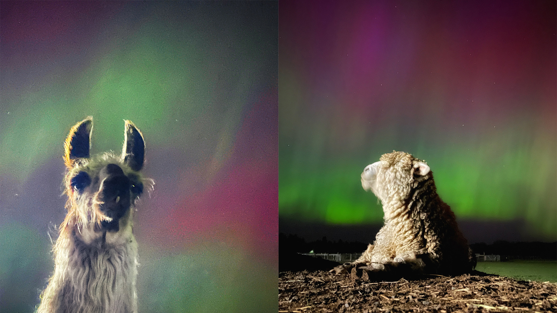 Carolynn Bernard said watching the animals was as entertaining as watching the aurora itself. Among those taking in the lights: Jim the llama and Stewie the sheep.