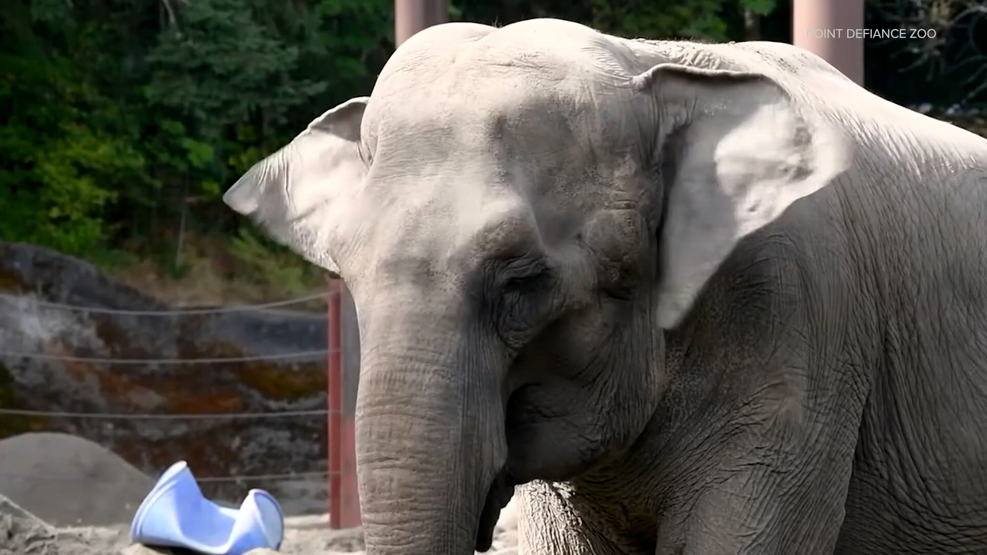 Asian elephant Suki was euthanized on Saturday after a decline in her health over the past few weeks, according to the zoo.