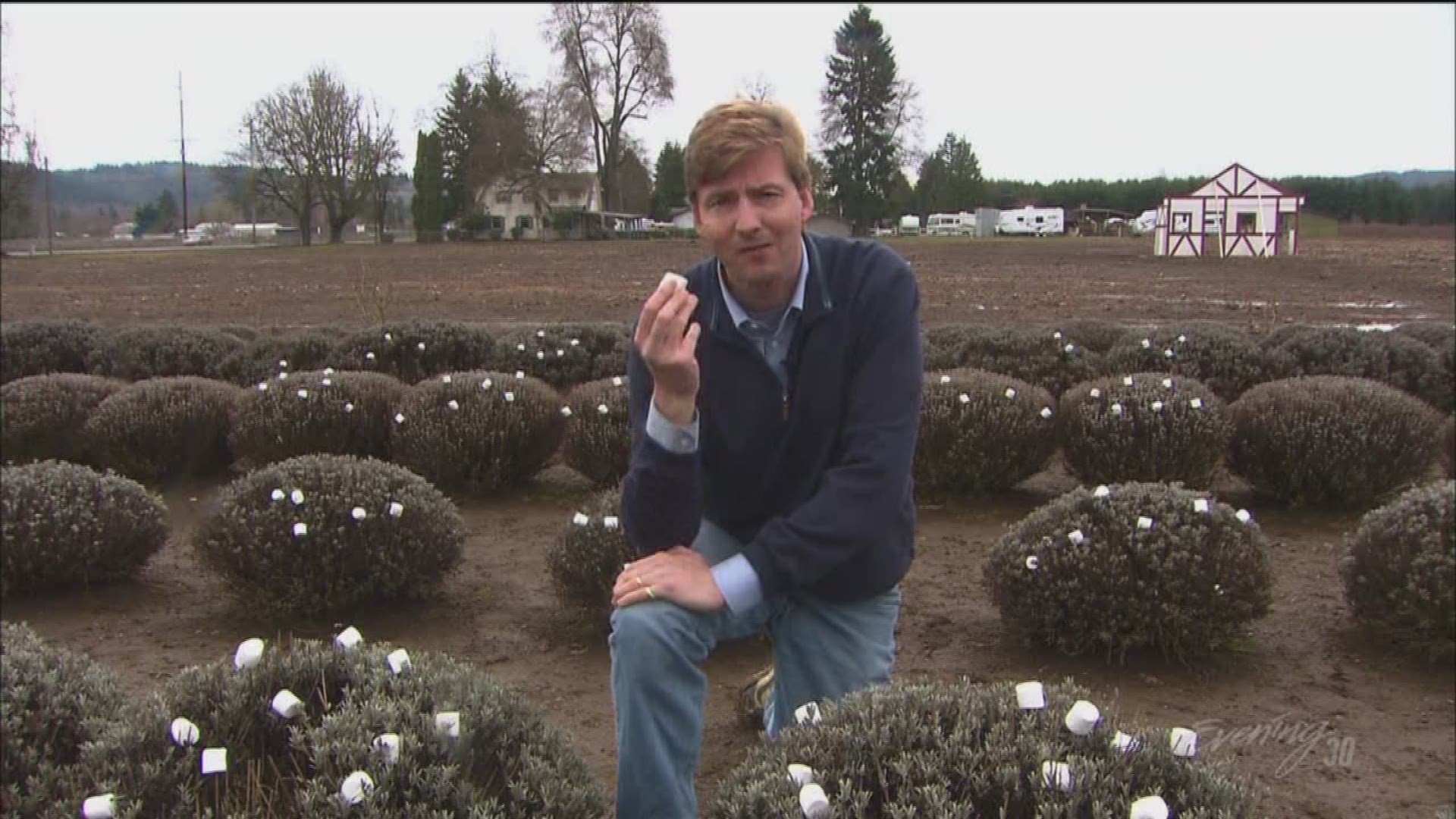 Marshmallow farming the fields of Puyallup