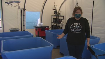New hospital in Des Moines will treat marine wildlife in the Northwest