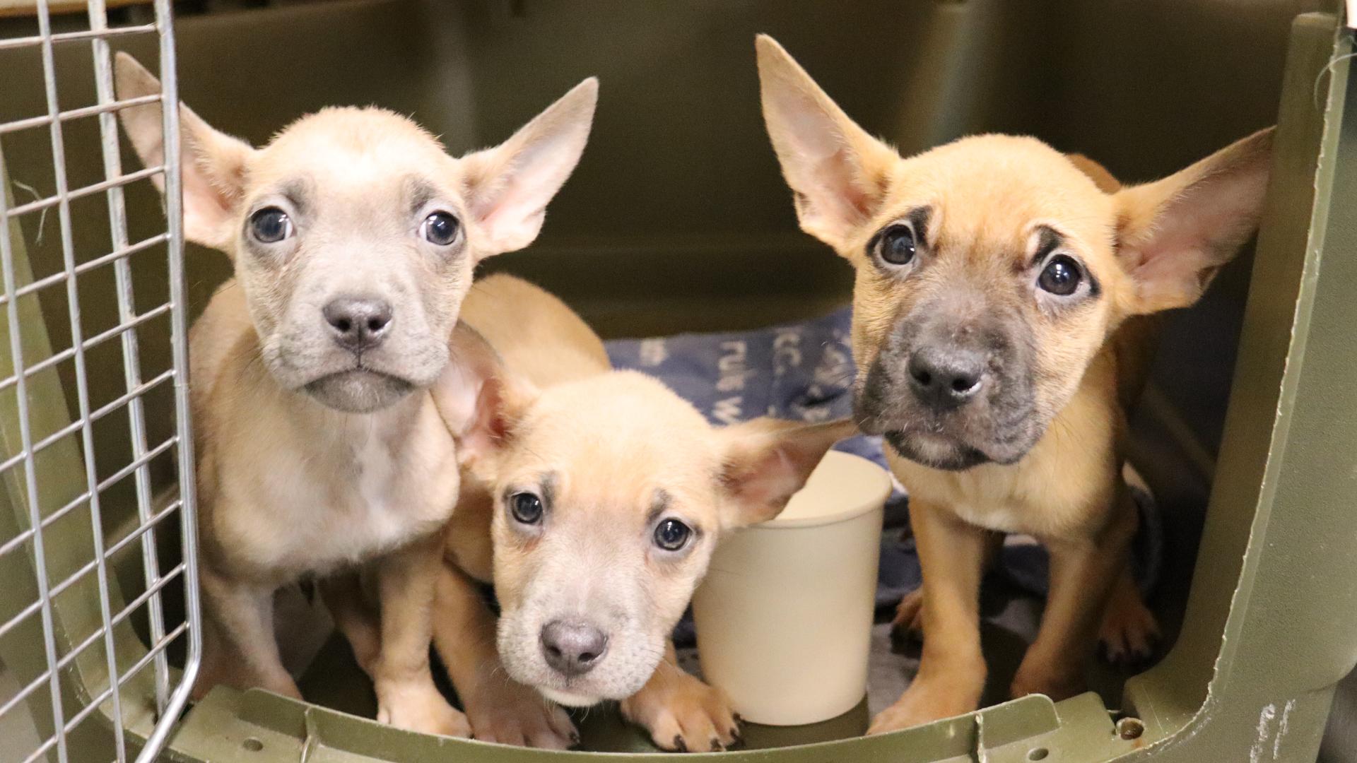 Orphaned puppies found starving now getting treated at Tacoma Humane ...