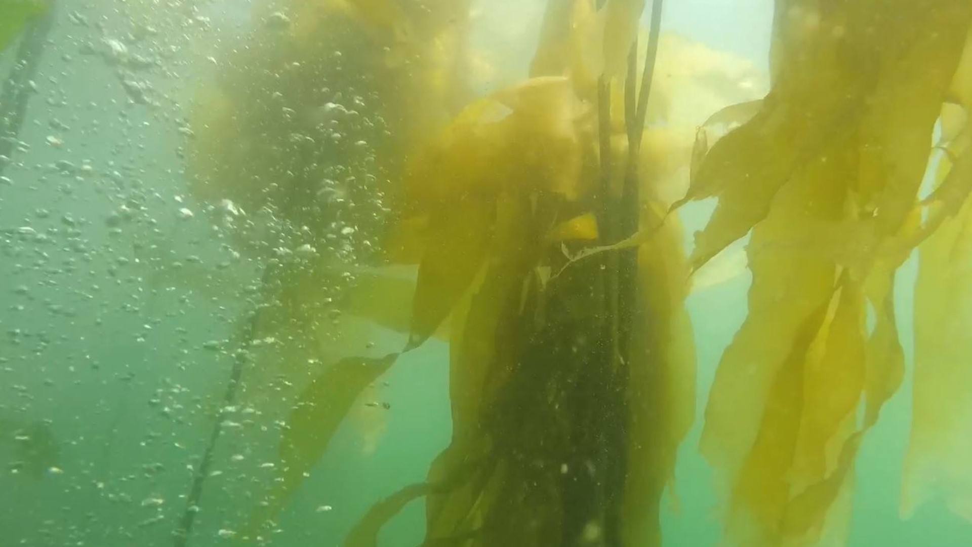 The Northwest's Bull Kelp fields support a wide array of sea life, but they're disappearing. #k5evening