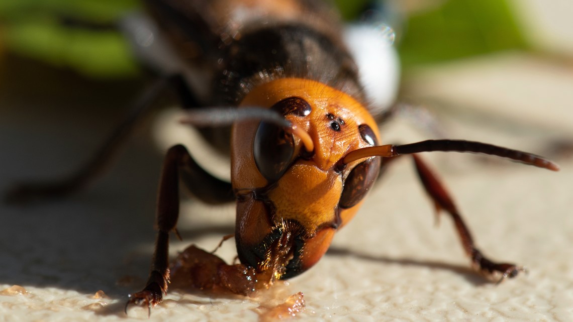 'Attack Of The Murder Hornets' Documentary Shows Washington's Hunt For ...