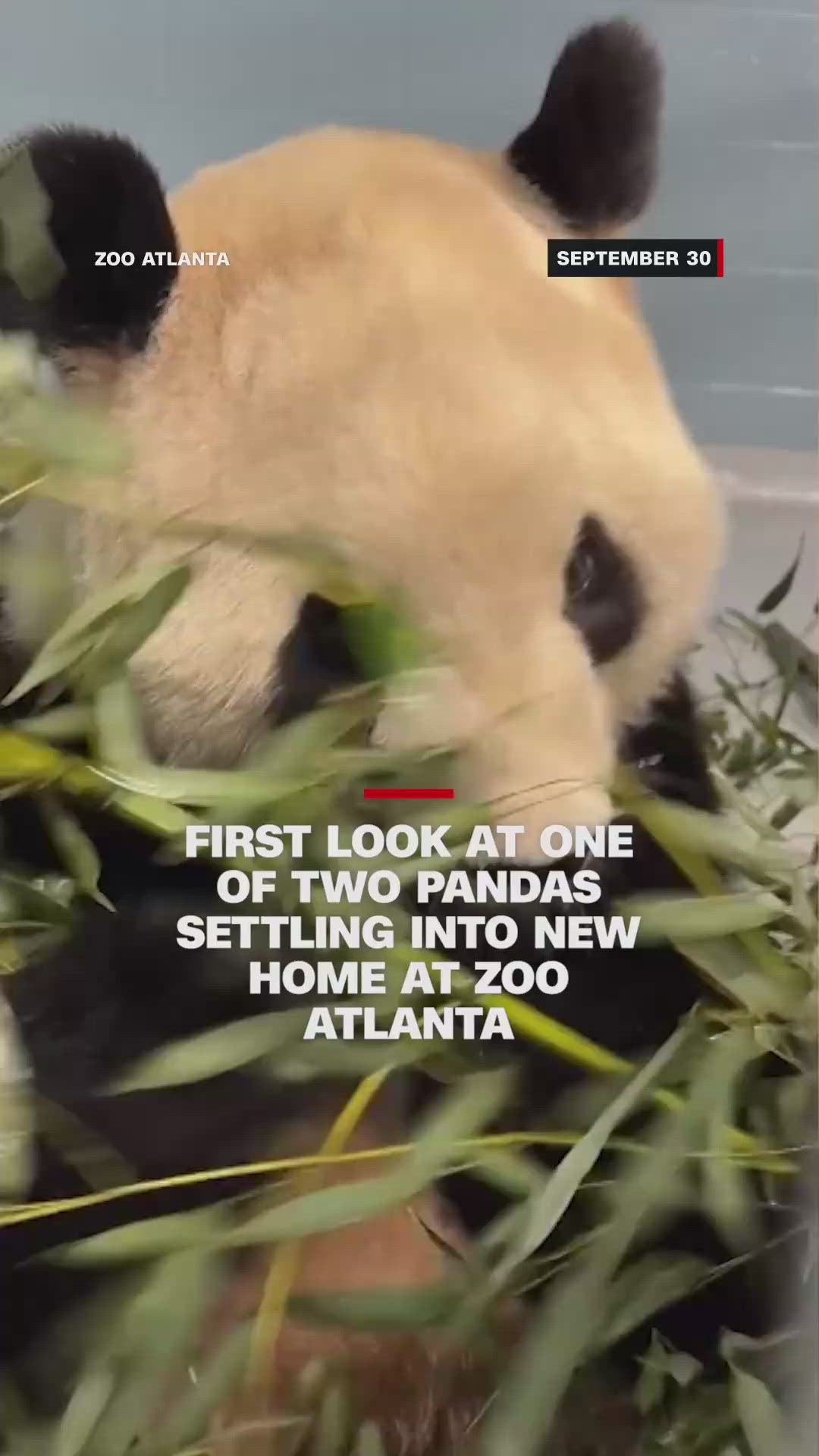 First look at panda at Atlanta Zoo | king5.com