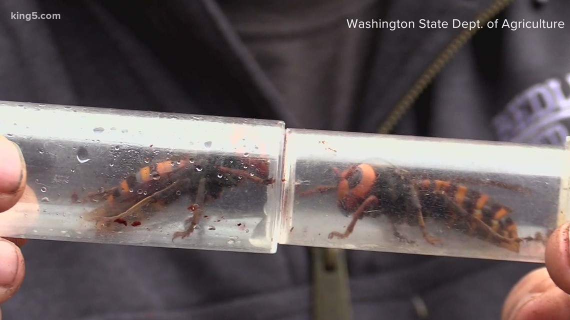 'Attack Of The Murder Hornets' Documentary Shows Washington's Hunt For ...