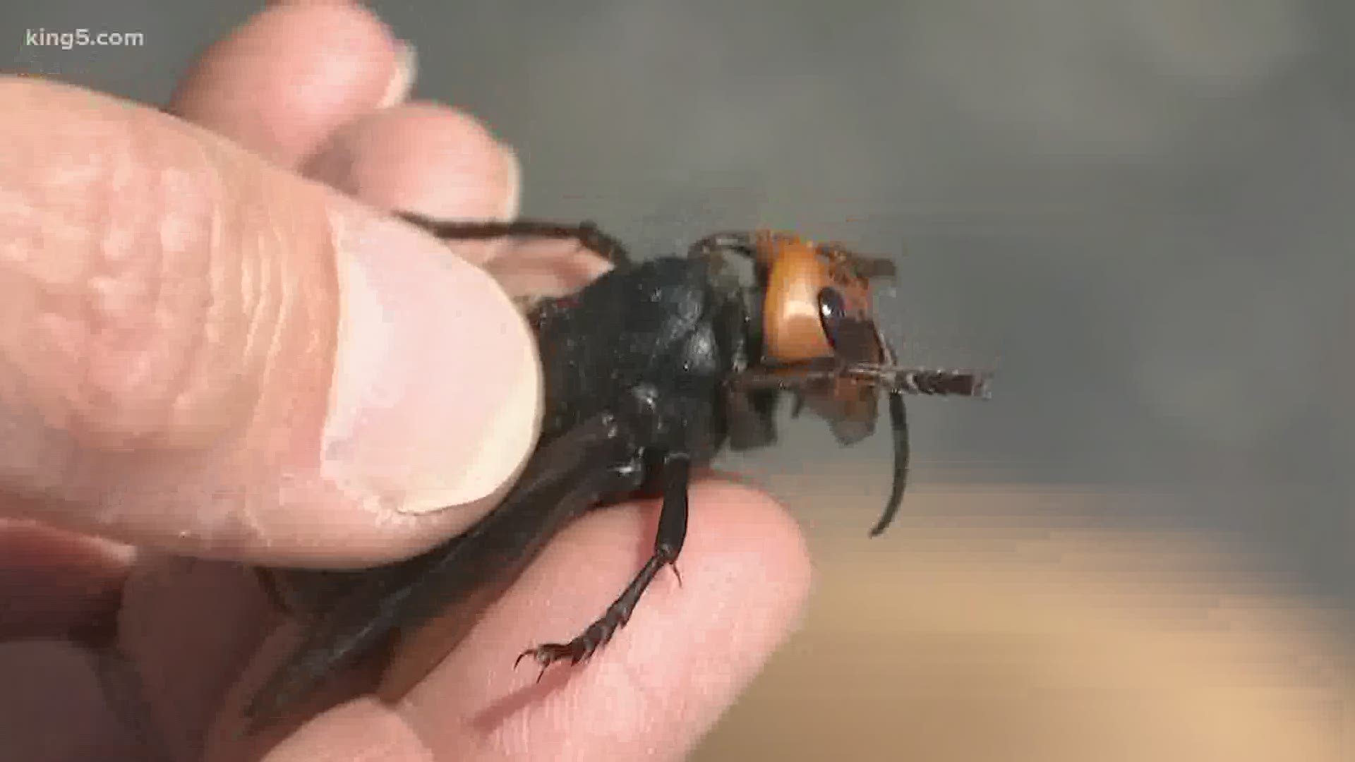 The race is on in Whatcom County to catch and eradicate a large, bee-killing pest. Scientists are working fast so the Asian giant hornets do not take over.