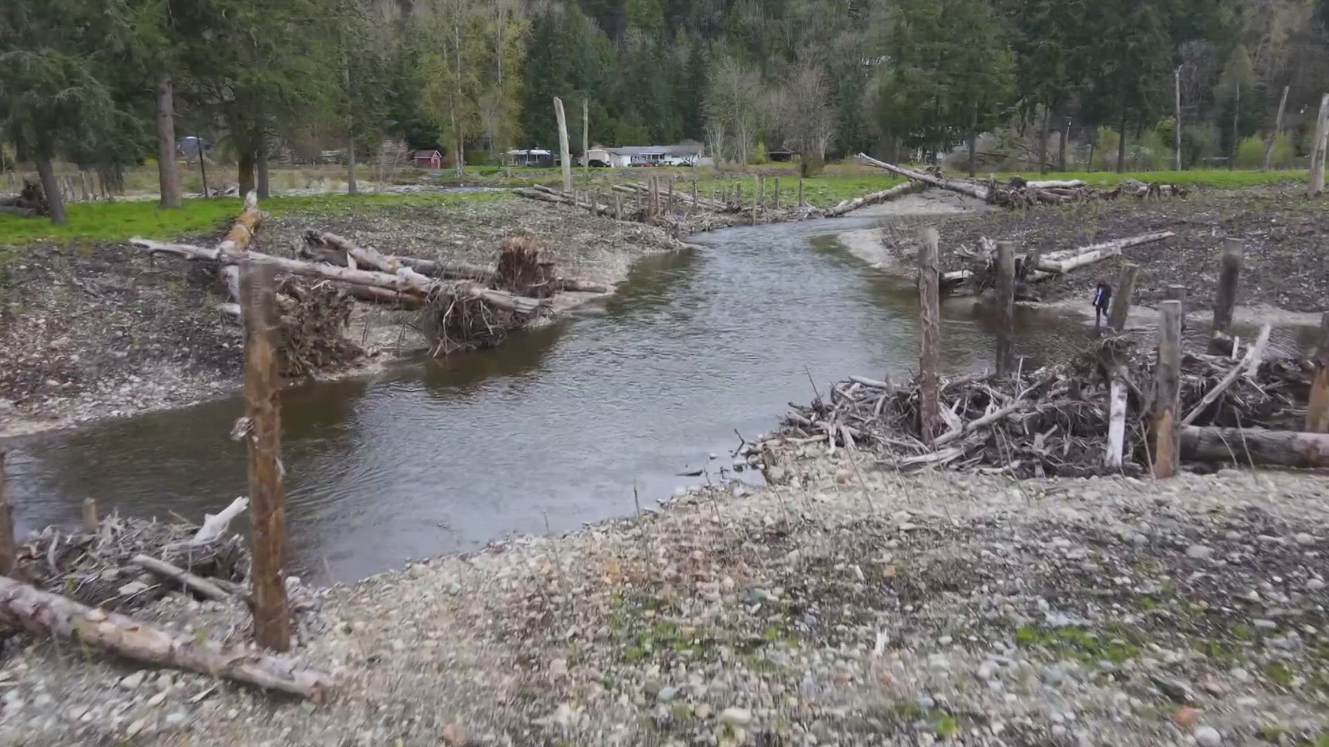 The Riverbend project restored 52 acres of floodplain east of Renton while creating side channels that provide slow-water, shallow habitat that is ideal for salmon.