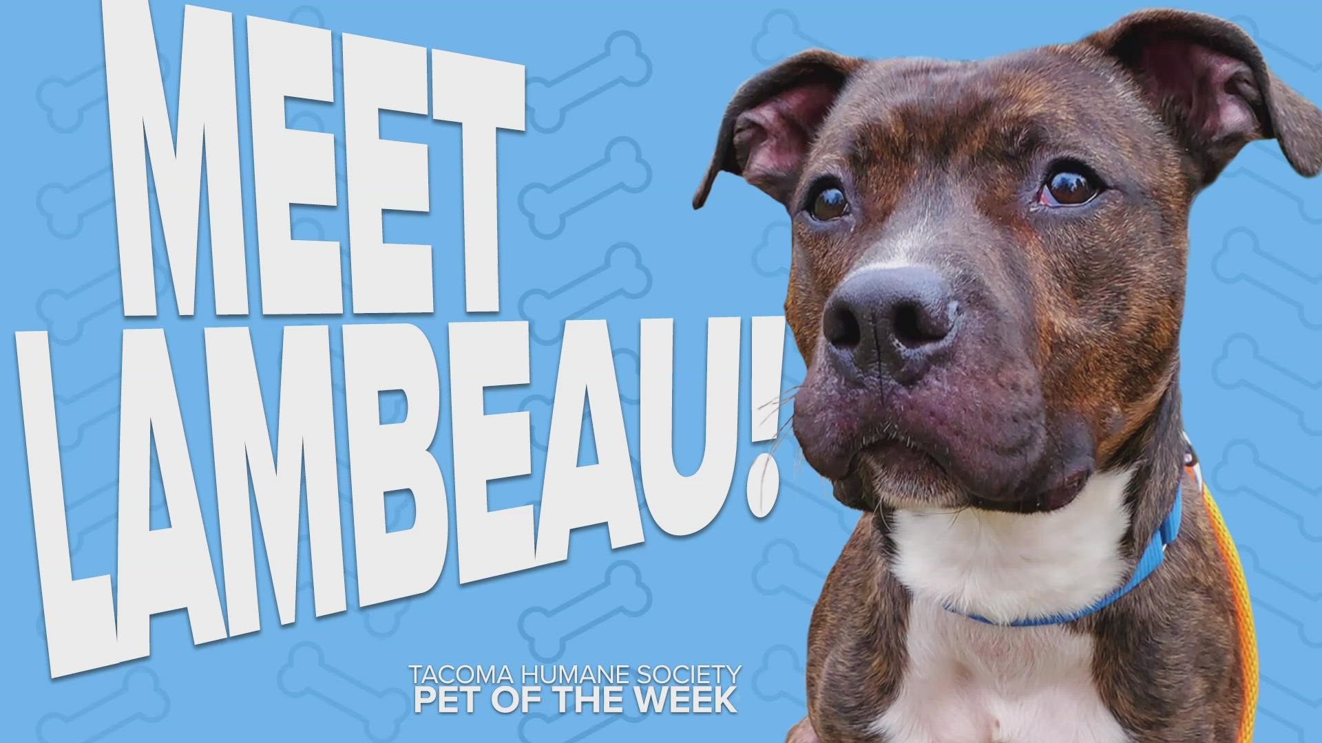 This week's featured adoptable pet of the week is Lambeau!
