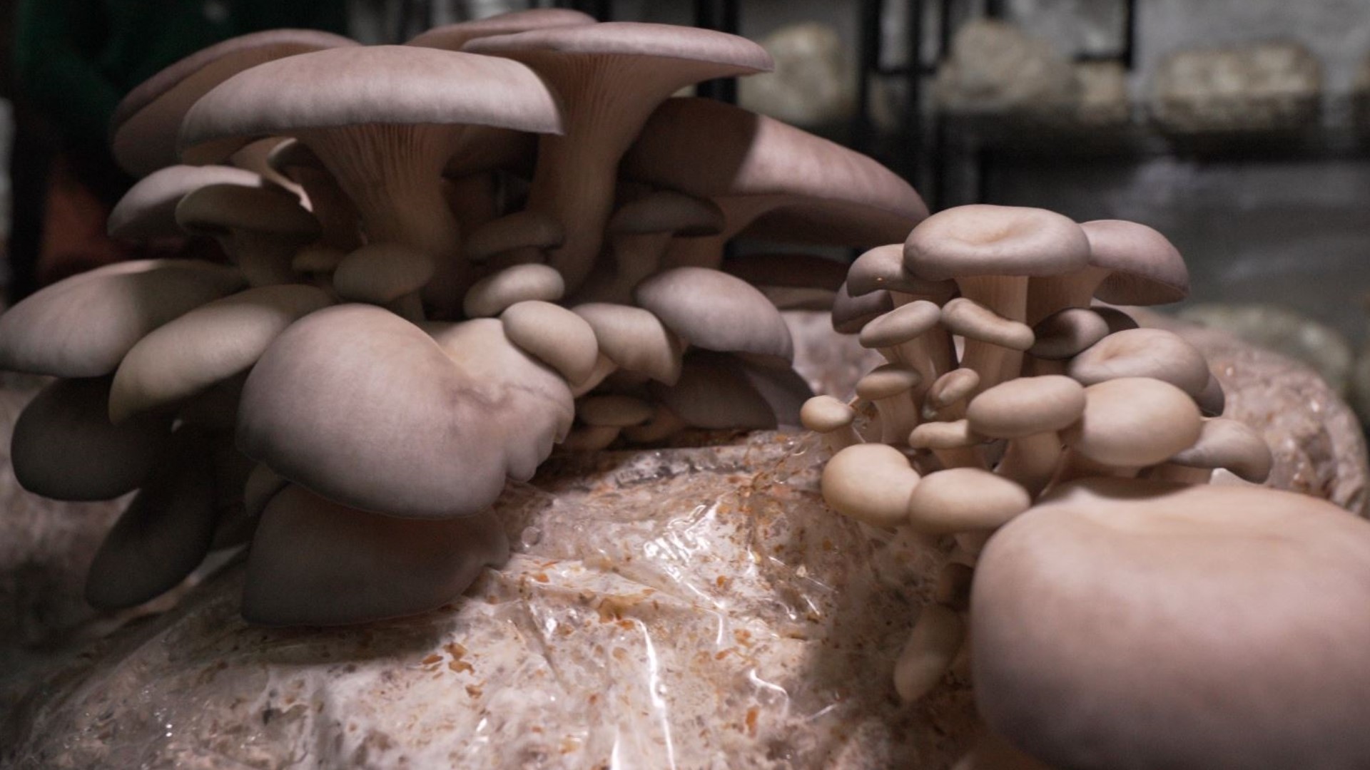 Black Forest Mushrooms was founded by Nathanael Engen to help make fresh gourmet mushrooms more widely available. #k5evening