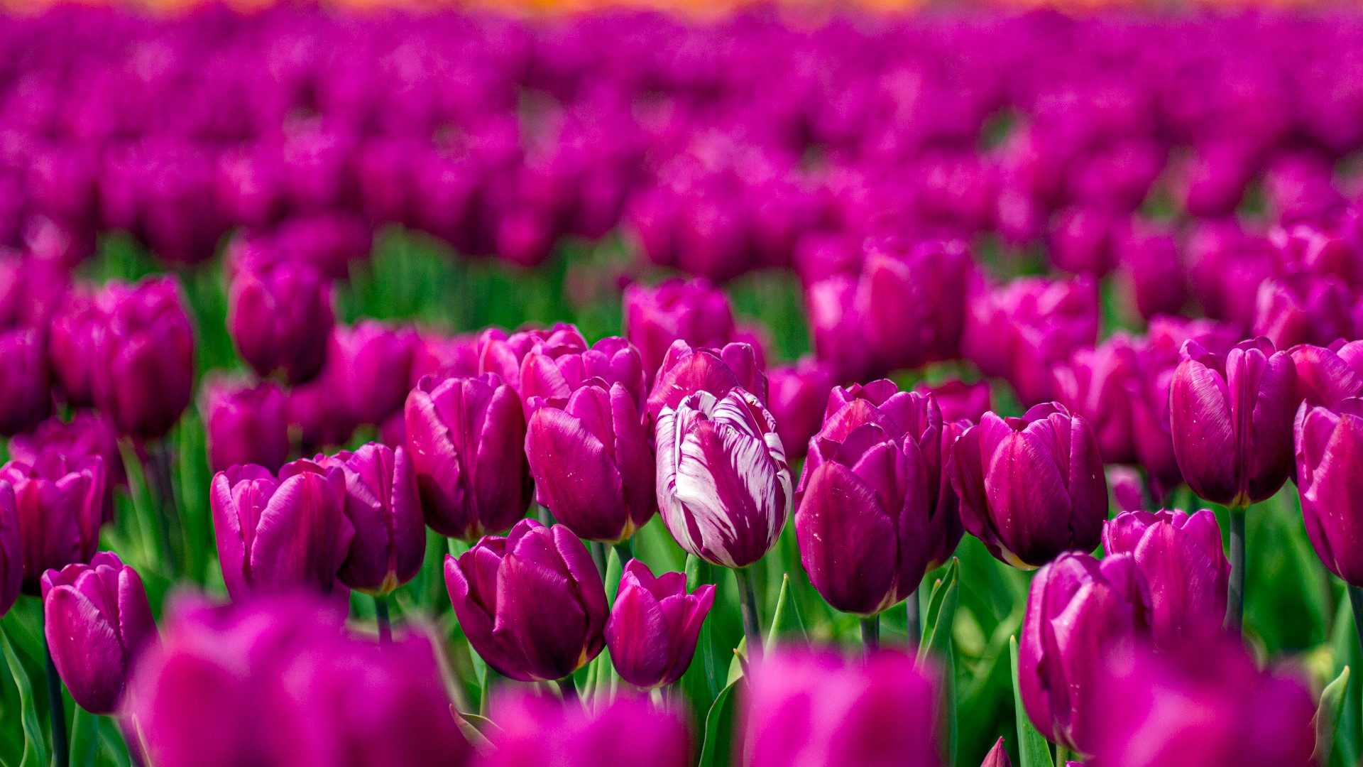 What to know before visiting the Skagit Valley Tulip Festival | king5.com