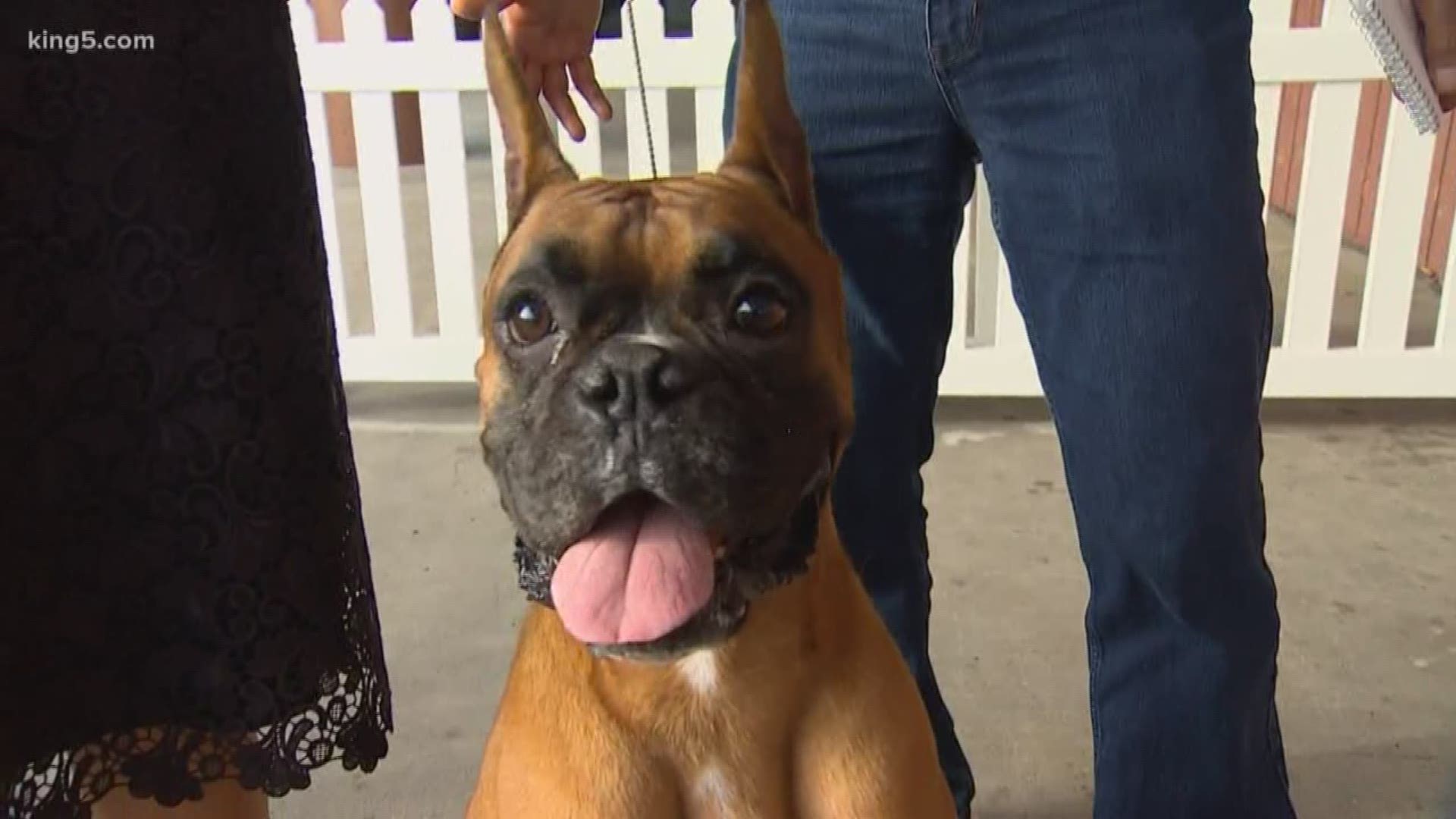 KING 5 Meteorologist Craig Herrera met 'Red' the Boxer and his owner at the Washington State Fair Thursday where they just won a big competition.