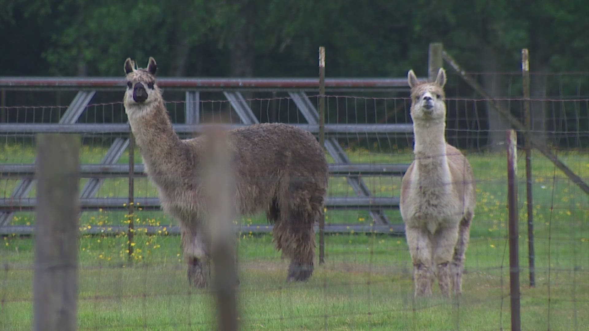 Ten of Connie Beauvais' 15 alpacas were shot and killed in the middle of the night, some of the shots close to her home.