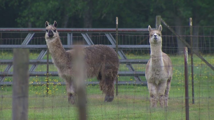 'They're gentle souls': 10 alpacas shot and killed in Clallam County, suspect still on the loose