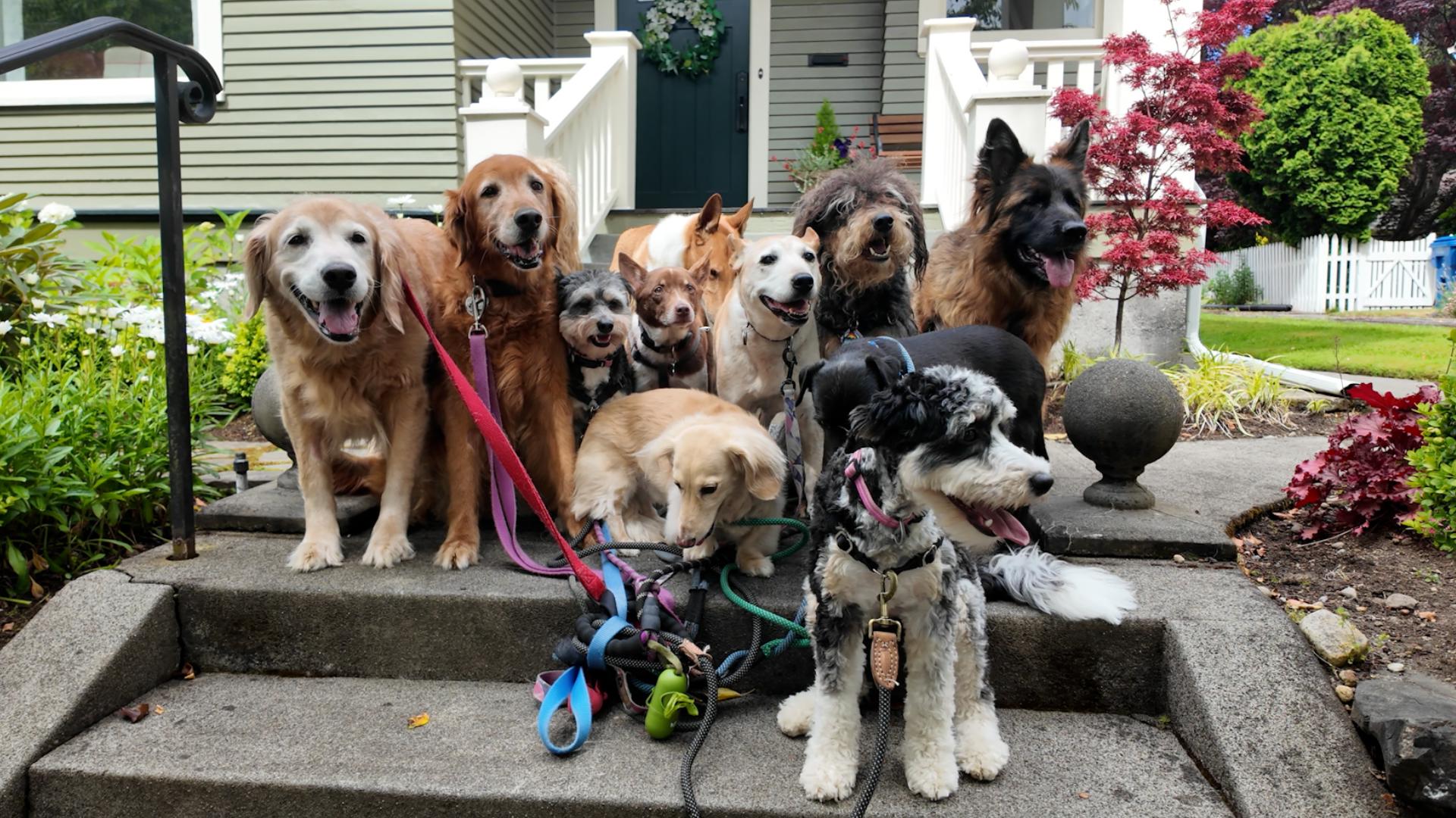 Meet the dog walker behind "Pawsitive Dog Adventures." #k5evening