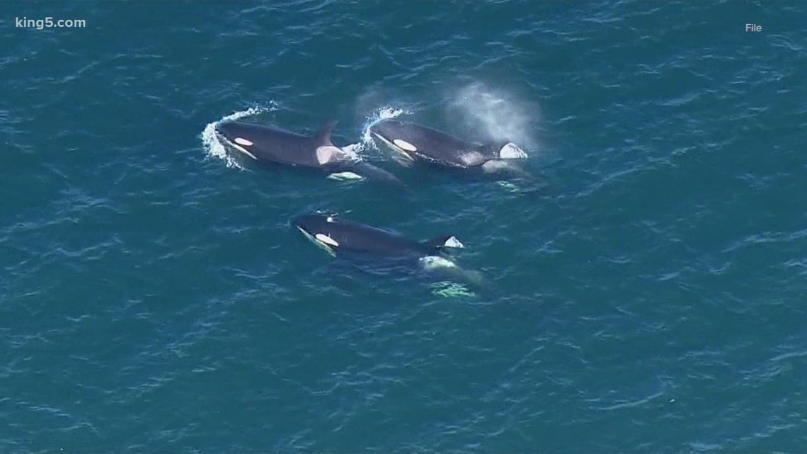 New rules for watching endangered orcas in Washington take effect in 2021