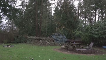 Fallen tree destroys Edmonds family's shed full of family momentos