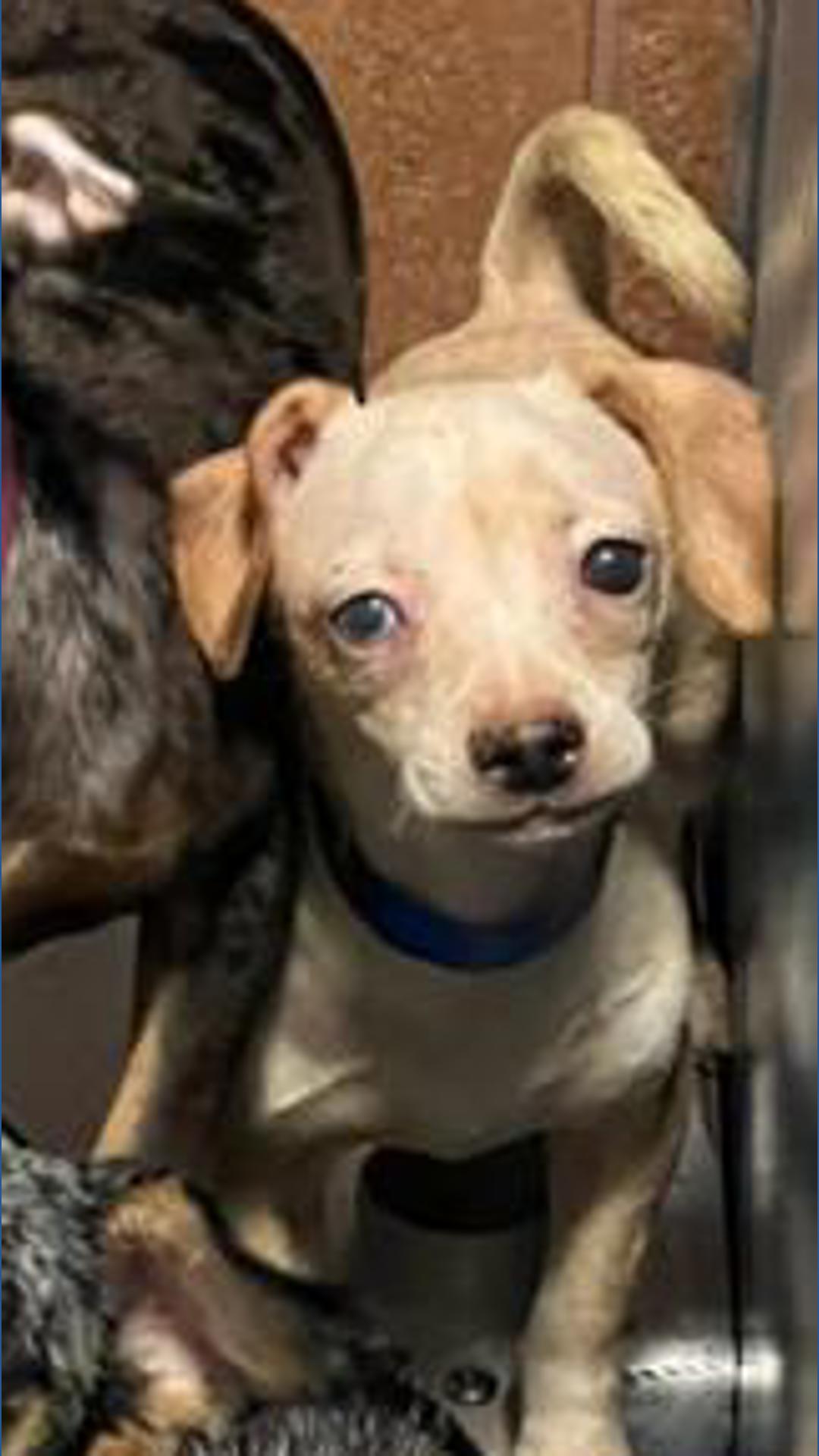Auburn PD rescues over 100 dogs in historic effort | king5.com