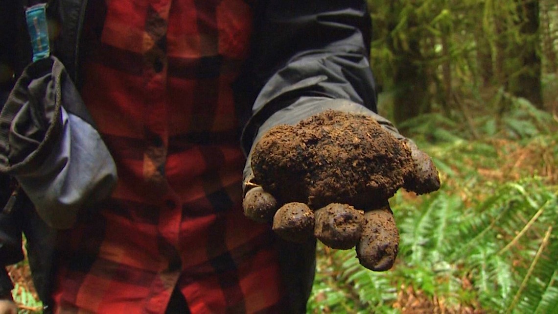 Hunting for truffles in the Pacific Northwest