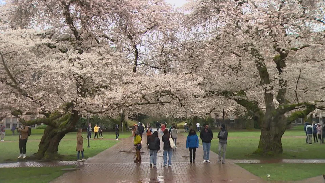 Visitors flock to UW campus for blooming cherry trees | king5.com