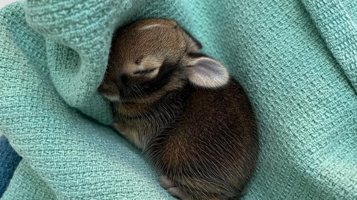 Donate your old bedding to orphaned animals at this Washington wildlife