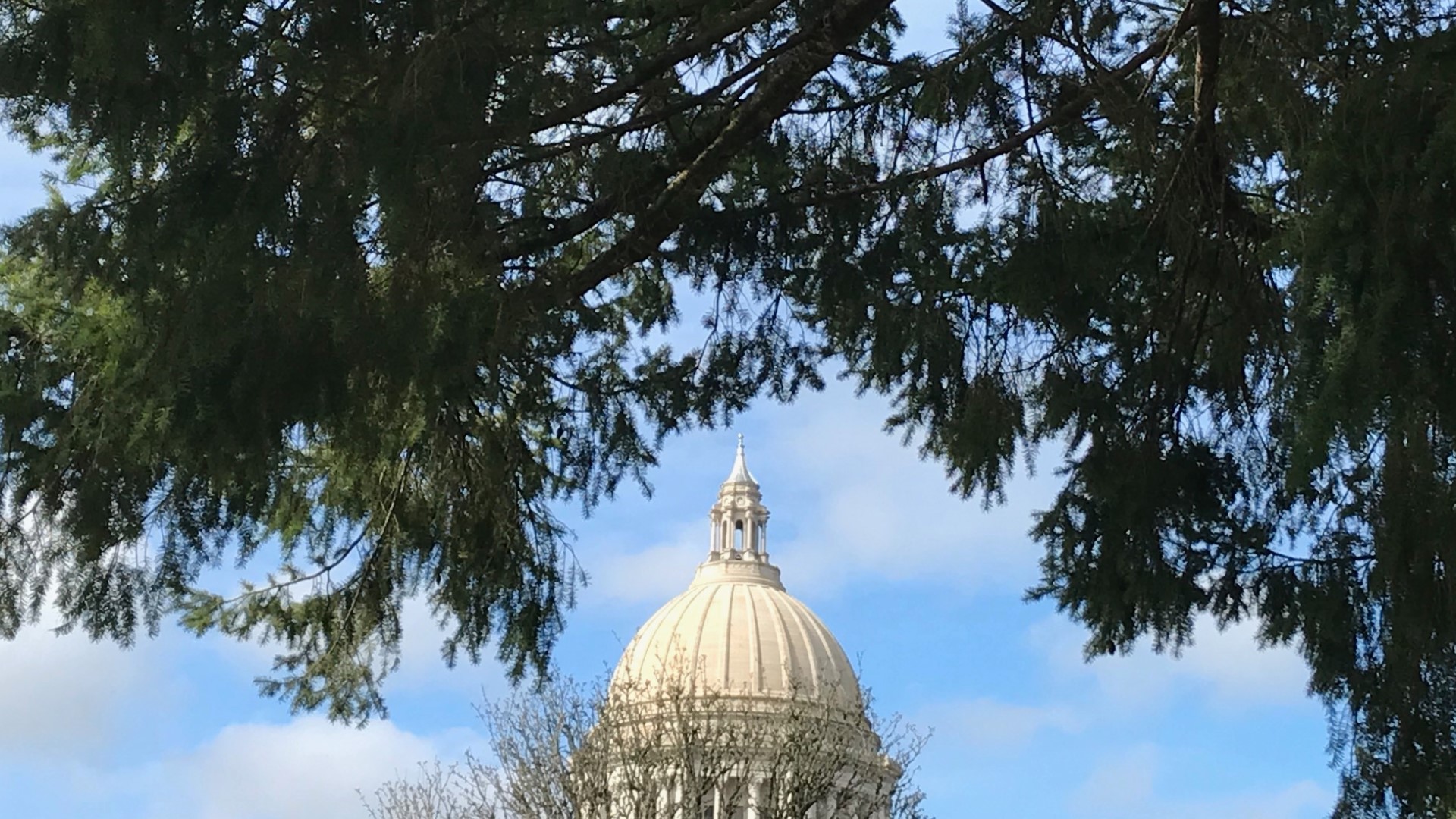 A tree that's truly out of this world thrives - and multiplies - on the ground of Washington's State Capitol