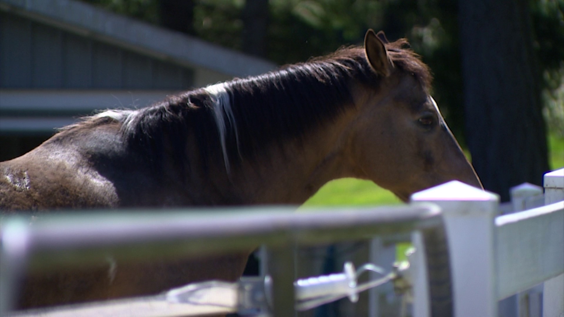 The move comes two years after a horse got stuck in a well in Oak Harbor.