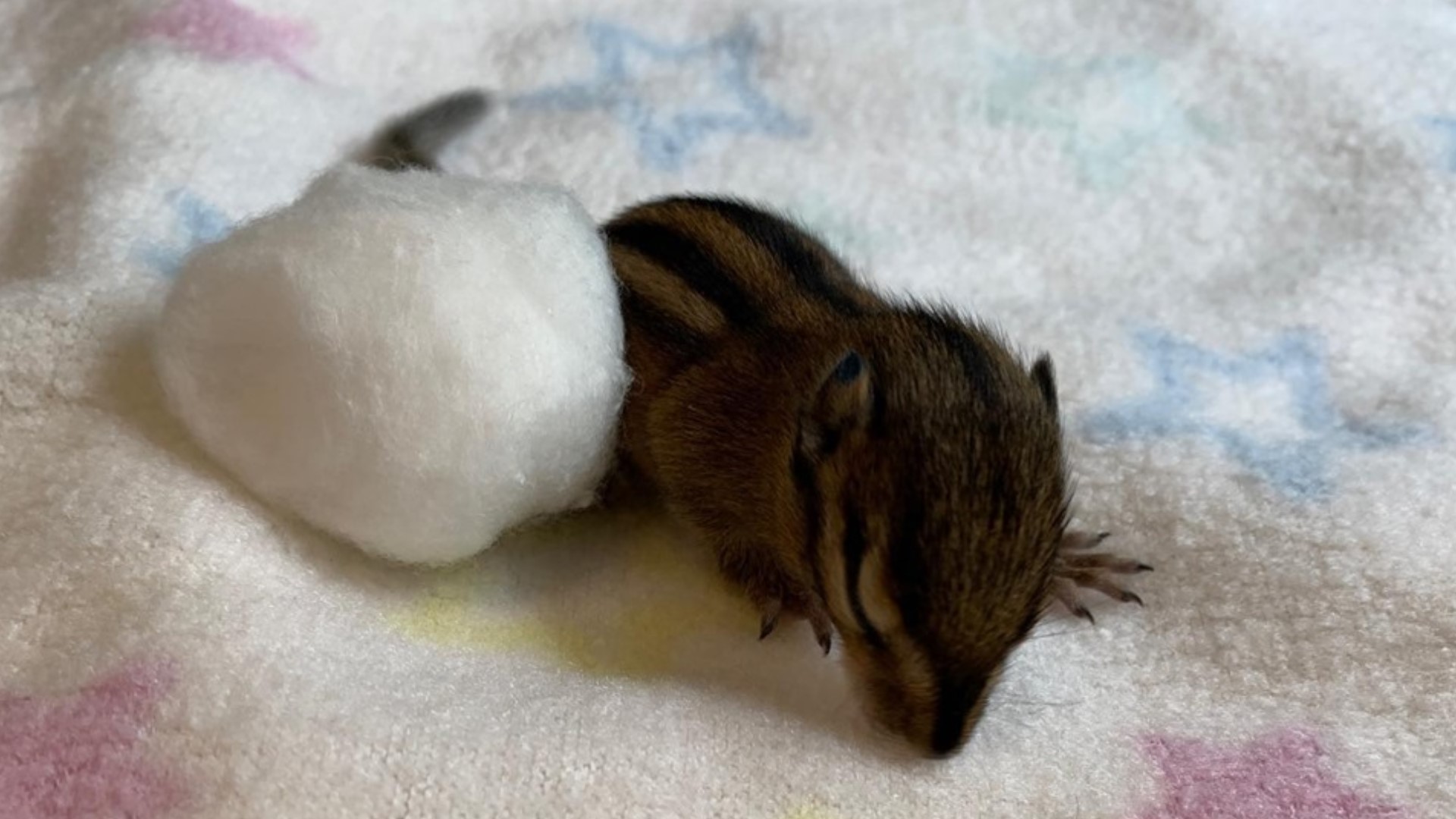 Donate your old bedding to orphaned animals at this Washington wildlife