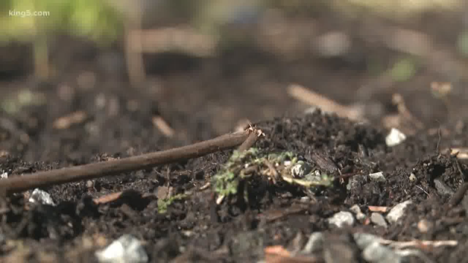 A bill that would make it legal to compost human remains in Washington state has passed the senate, and is now headed to the house for a vote. KING 5 Environmental Reporter Alison Morrow spoke with one of the state's biggest advocates, about why she calls it a more eco-friendly option.