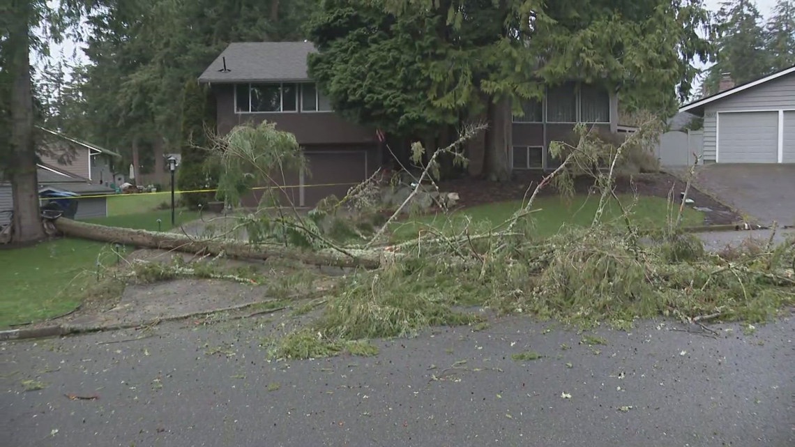 Strong winds down trees around western Washington | king5.com