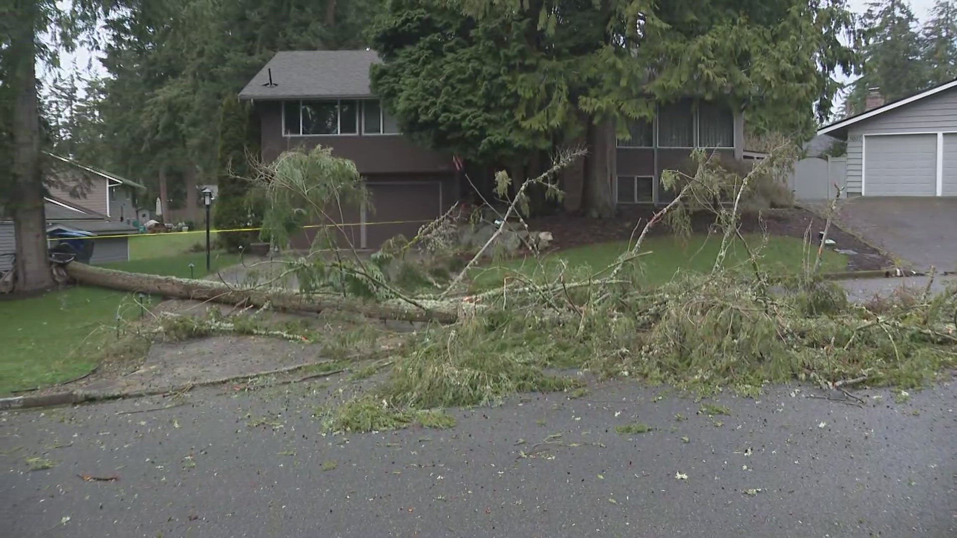 Strong winds down trees around western Washington | king5.com