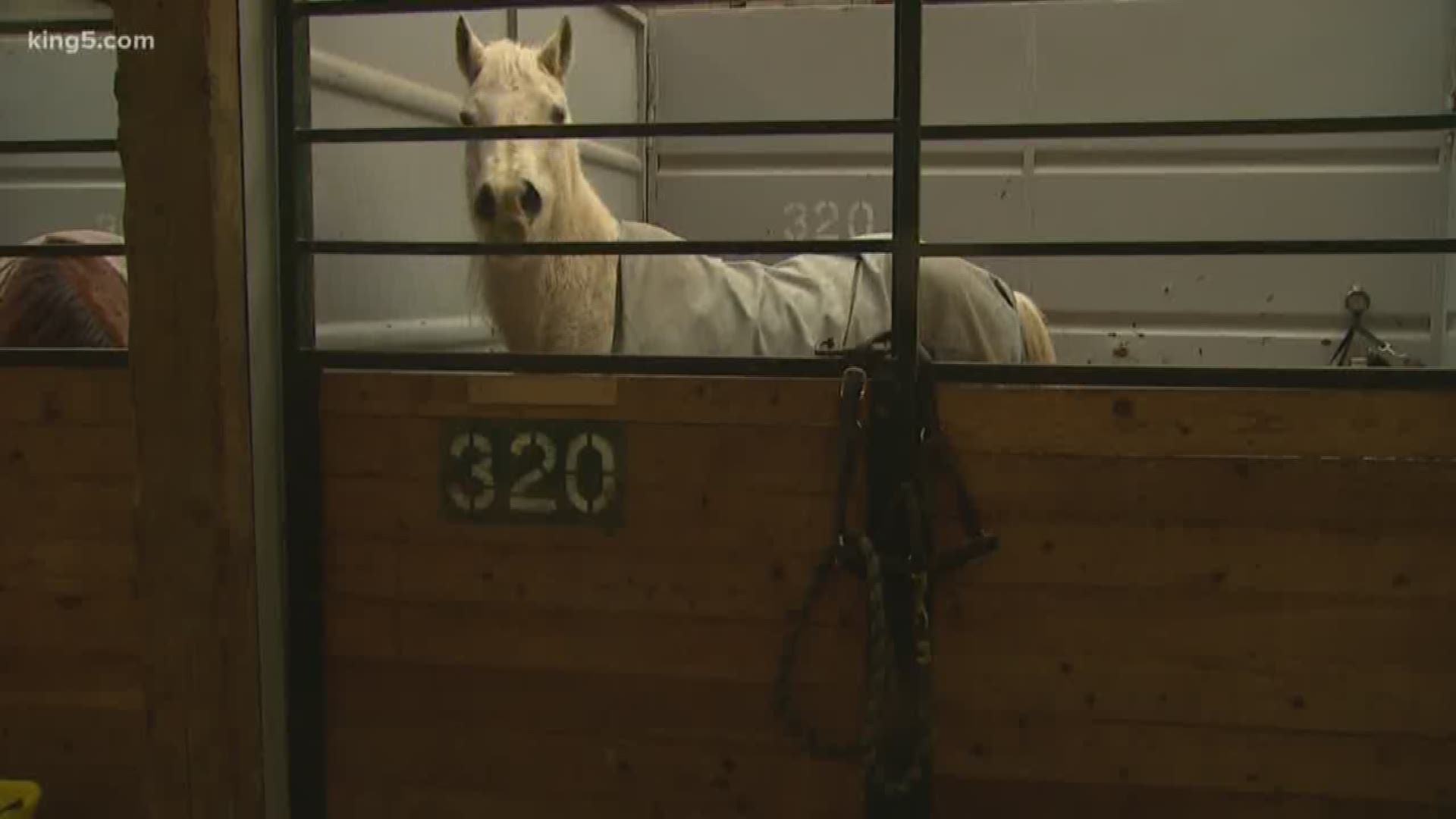 The Evergreen State Fairgrounds in Monroe is offering to house livestock, such as horses, cows, and other small farm animals while rain continues to cause flooding.