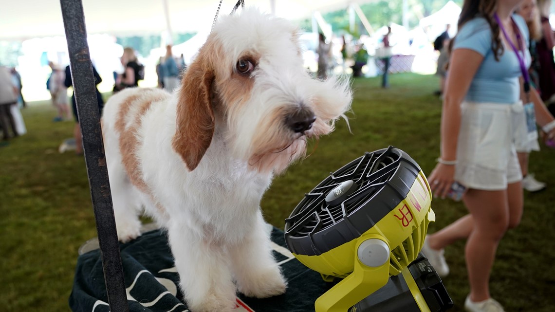 2025 Westminster Kennel Club Dog Show Trending Katya Melamie