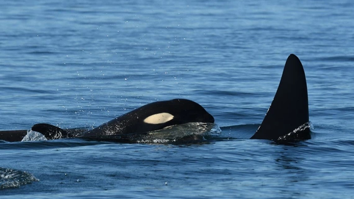 Southern Resident orca population drops with 3 deaths, 2 births - Vimarsana News